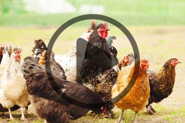 What Can Chickens Eat?